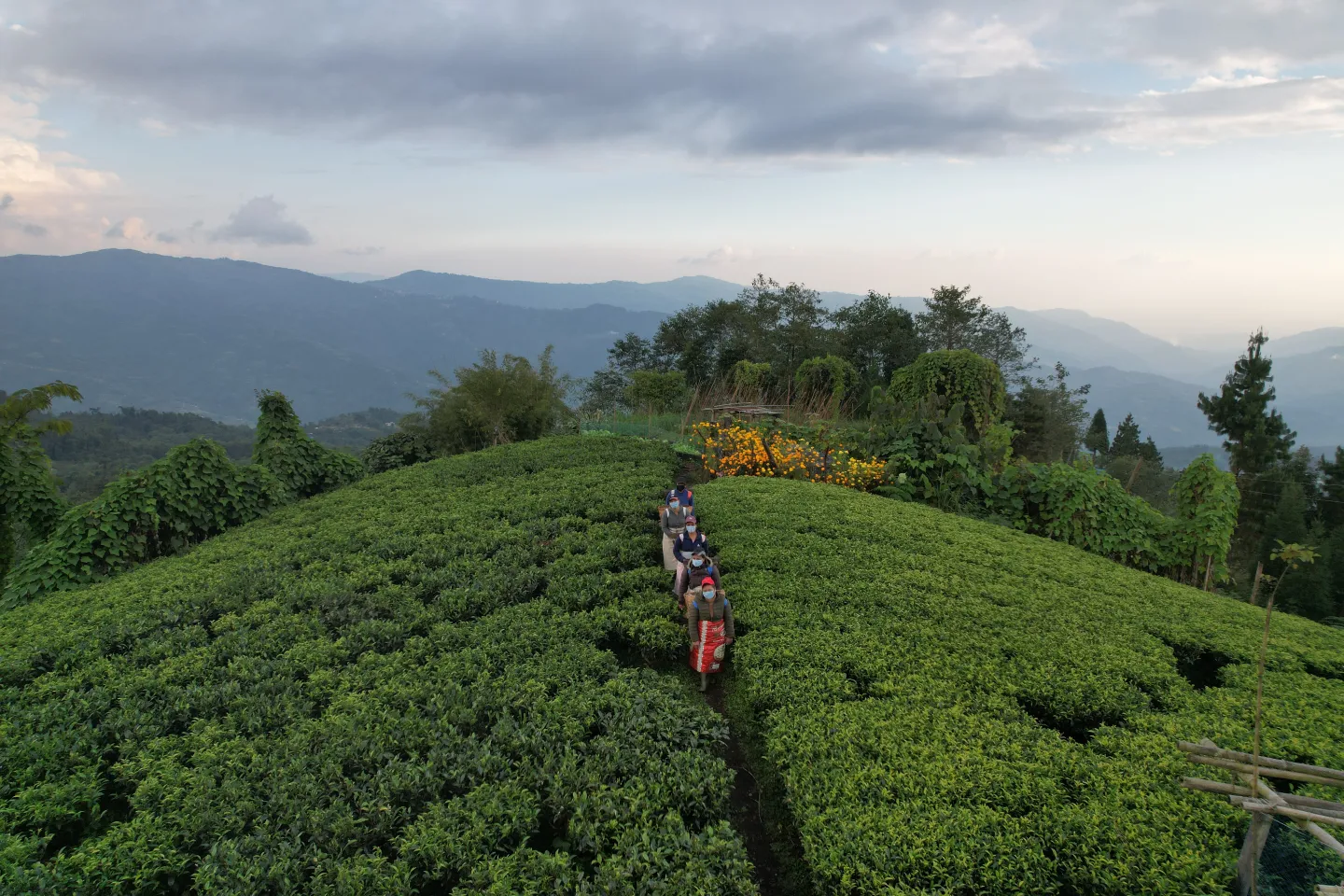 drone view of tea pluckers in Nepal