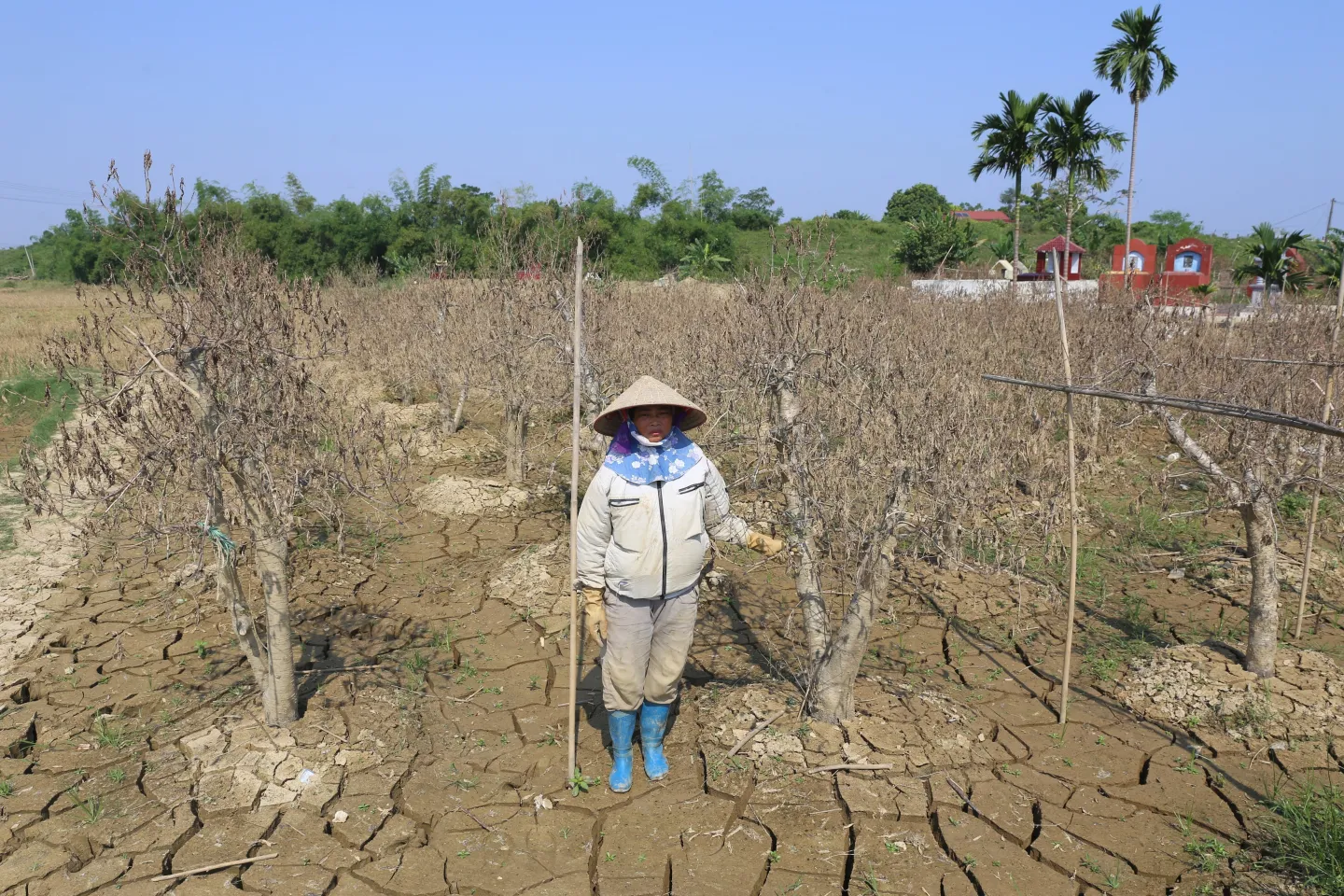 Hải Hà, an apricot blossom farmer in Thái Nguyên loses a vast area of her grown trees and a significant source of livelihood to Typhoon Yagi.