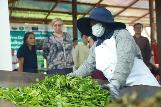 Lao tea farmer spreading out tea leaves.  