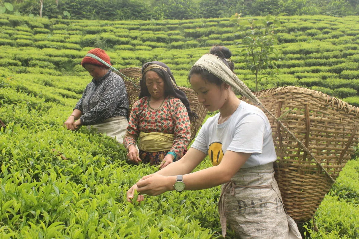 Workers in action at the tea garden in Ilam.