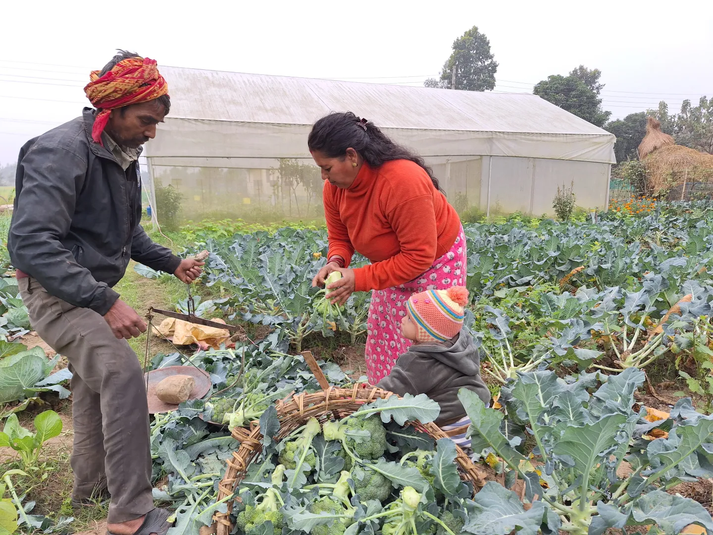 A woman selling broccoli to a local vendor.