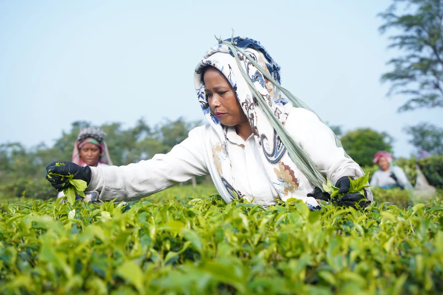 Woman plucking tea in a nepalese plantation