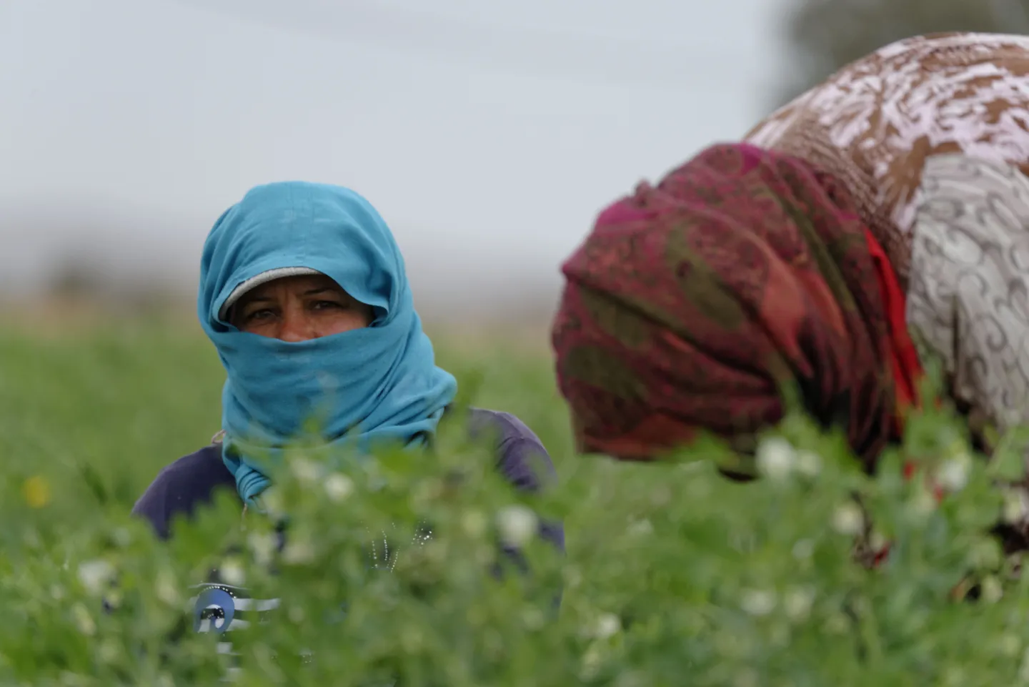 A woman in a blue headscarf works in a green agricultural field, with another worker nearby.