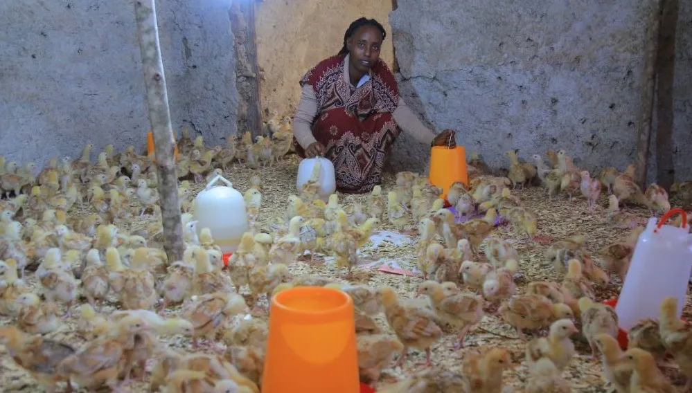 A woman working in a poultry farm
