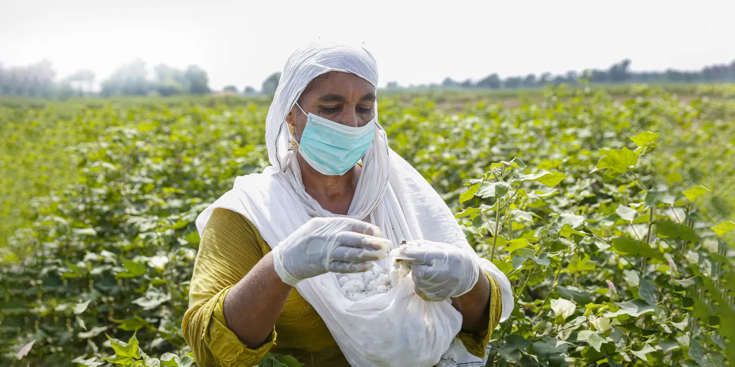 A woman cotton picker is working in the field of Southern Punjab, Pakistan