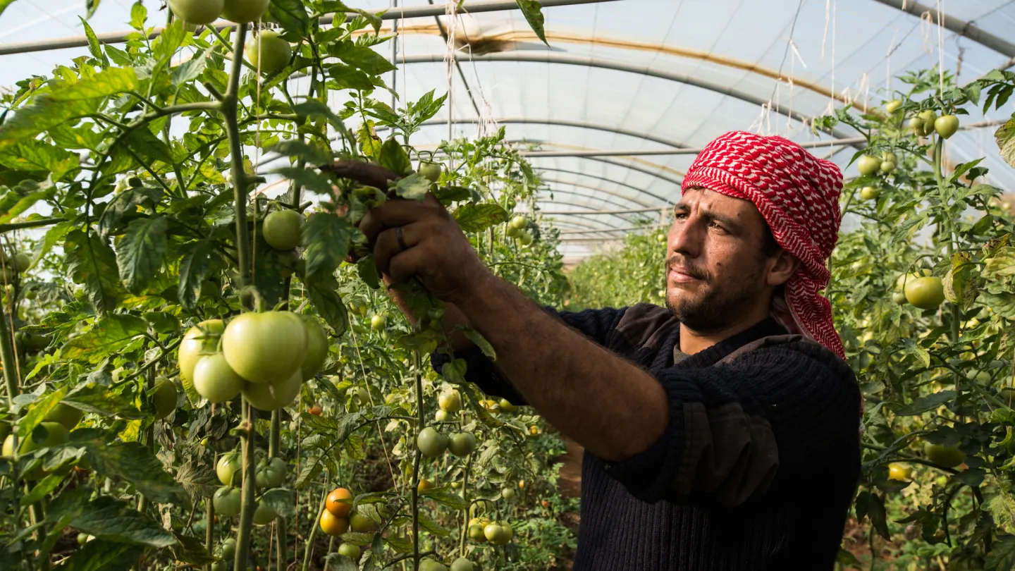 A Syrian man picking tomatoes in Jordan