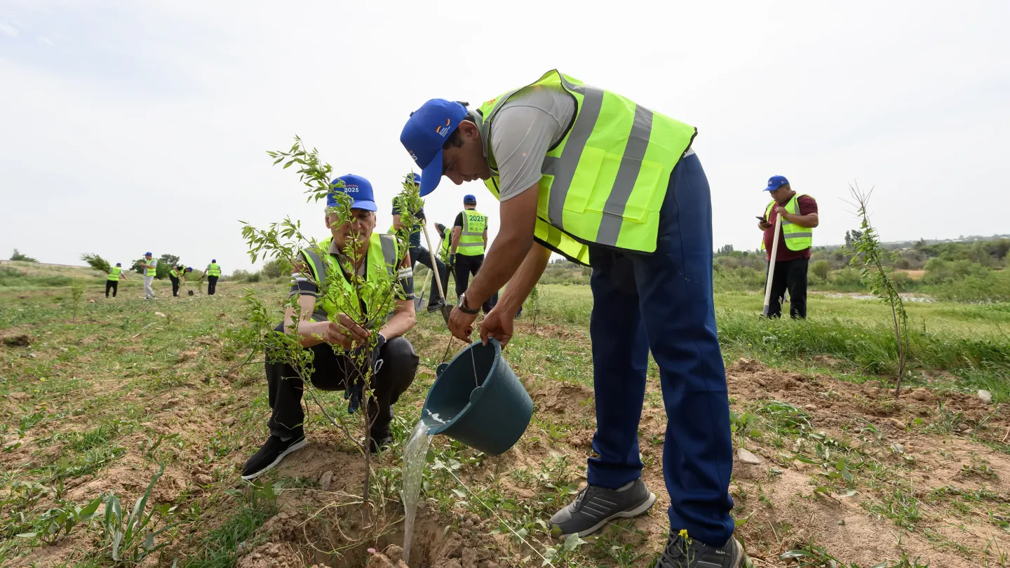 Two men planting a tree in a field
