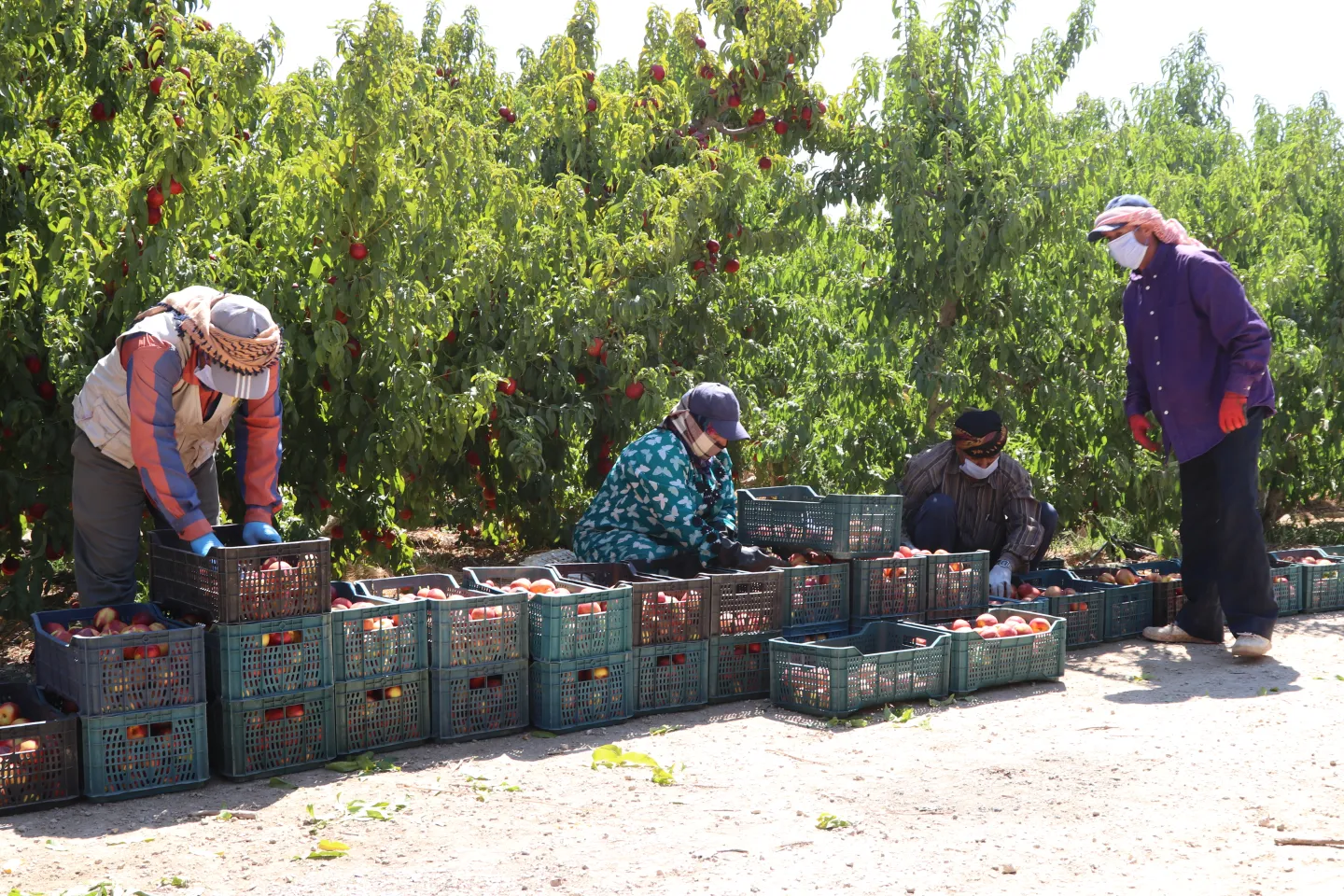 farmers in jordan collecting yeild