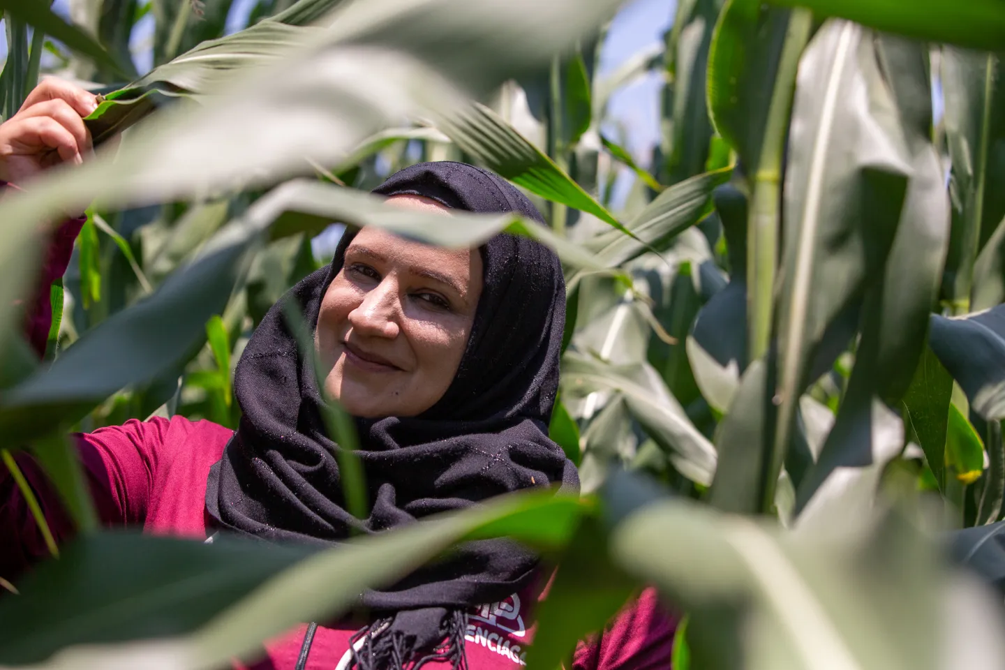  Syrian refugee Fatima Mohammad Kheir Al Zaytoun, 20, stands in a cornfield in the farm 