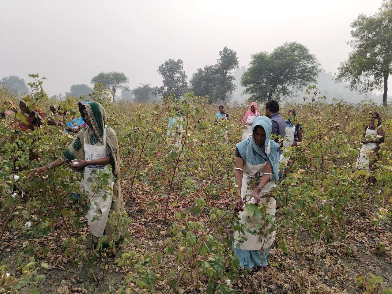 Women workers picking cotton in field, in India