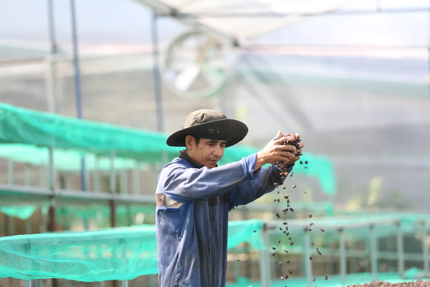 Man coffee farmer drying coffee beans