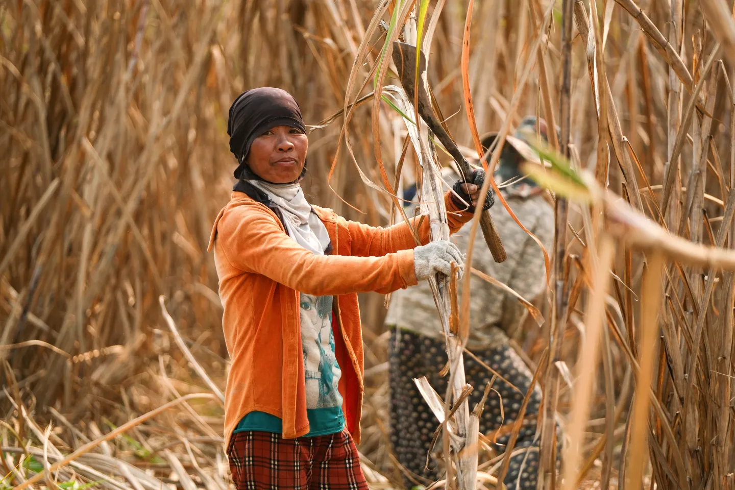 sugarcane farmer