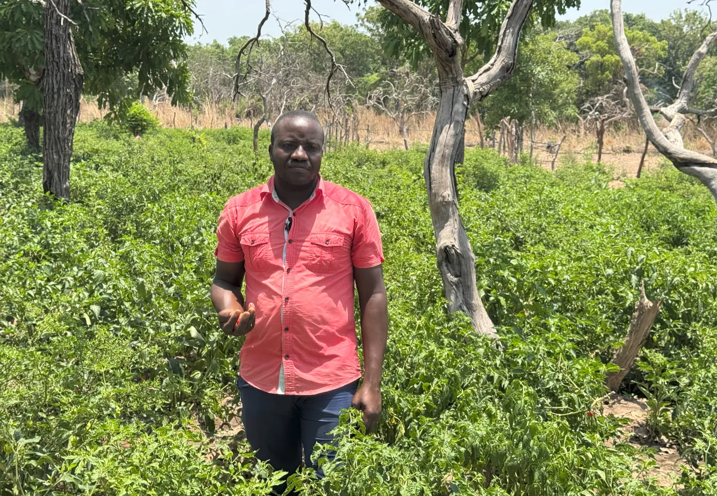 Coulibaly Largaton, dans son champ de piment, symbole de sa réussite grâce au projet ProAgro Youth.