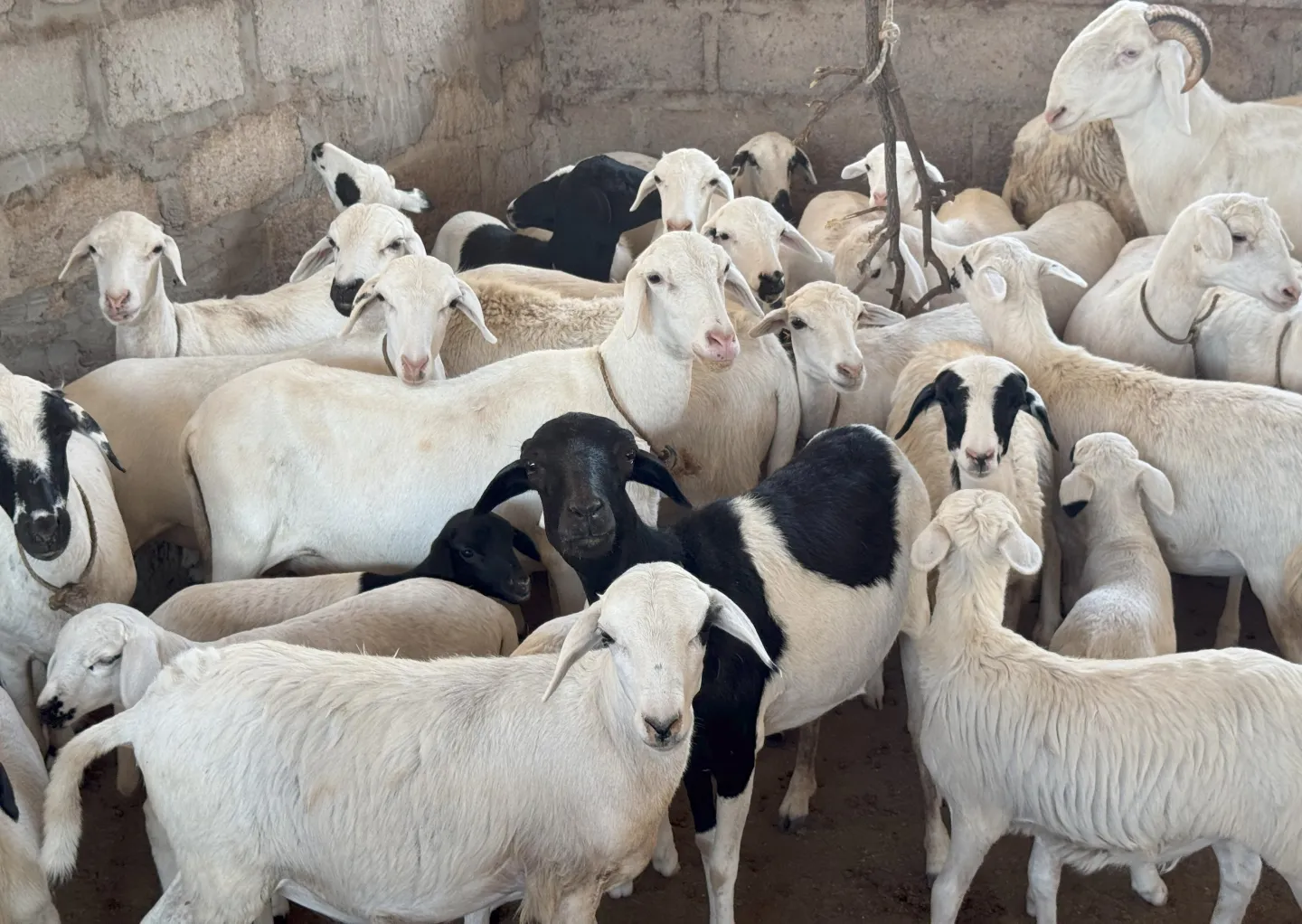 Les moutons de Soro Lacina, bien entretenus et nourris avec soin, témoignent du professionnalisme acquis grâce au projet ProAgro Youth.
