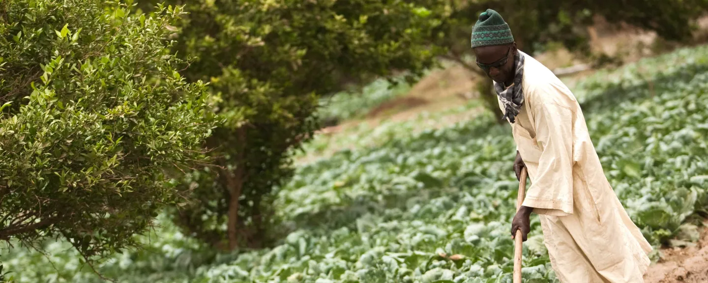 Un homme en vêtements traditionnels ratisse la terre à côté d'un champ de cultures vertes à feuilles au Sénégal.
