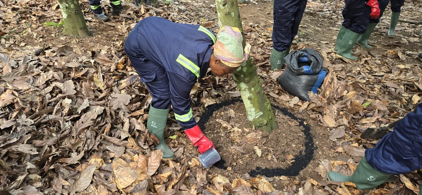 A farmer applying biochar on a tree