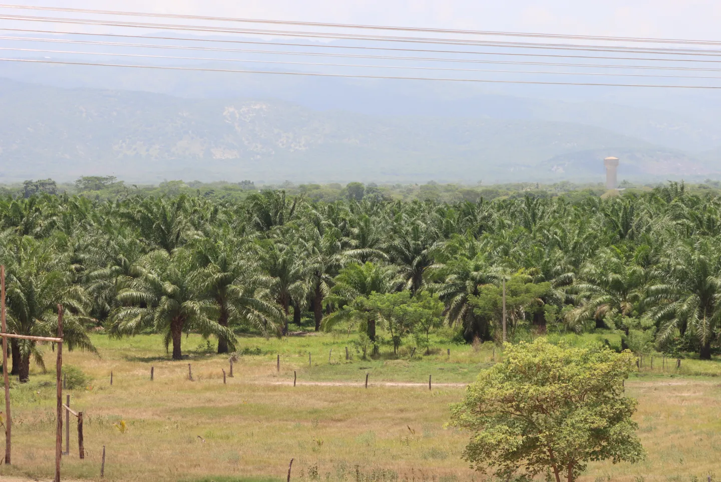 Foto general de una plantación de palma de aceite en Barrancas, La Guajira.