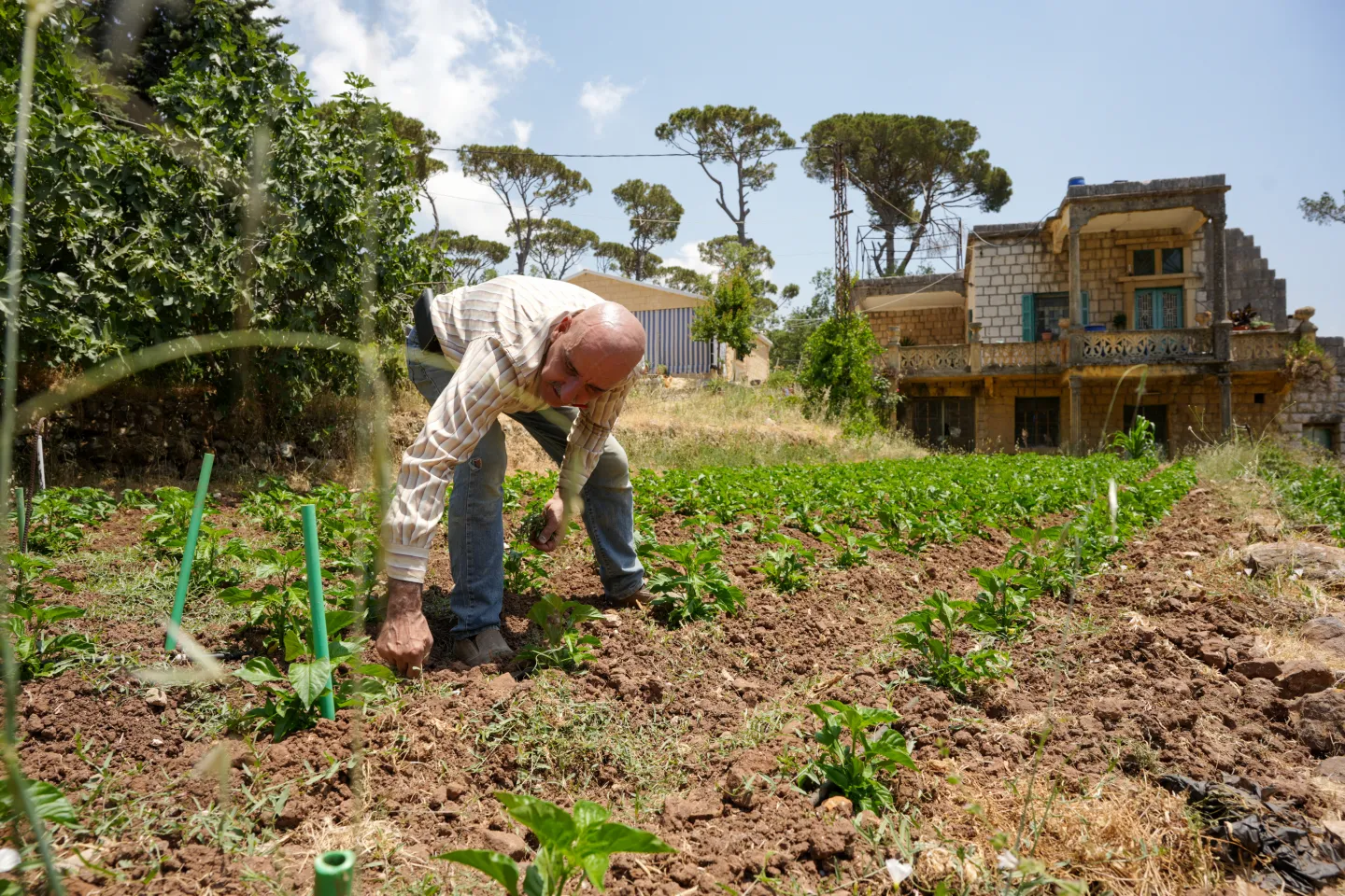 Pepper producer Mahmoud Zeitouni shows his crop in El Kalaa, now sold directly to a local hot sauce processor. 