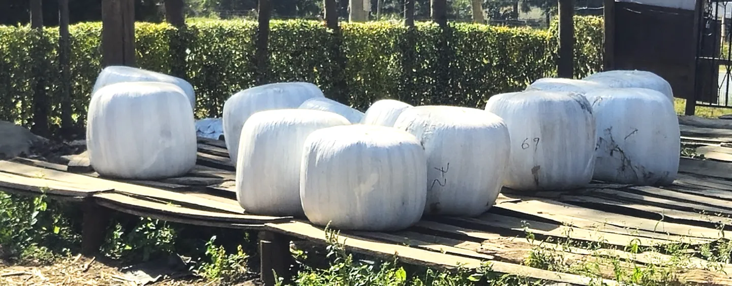 Multiple plastic bags tightly packed with silage (fermented feed) standing upright on a surface, ready for sale or transport, their surfaces slightly bulging, full and sealed.