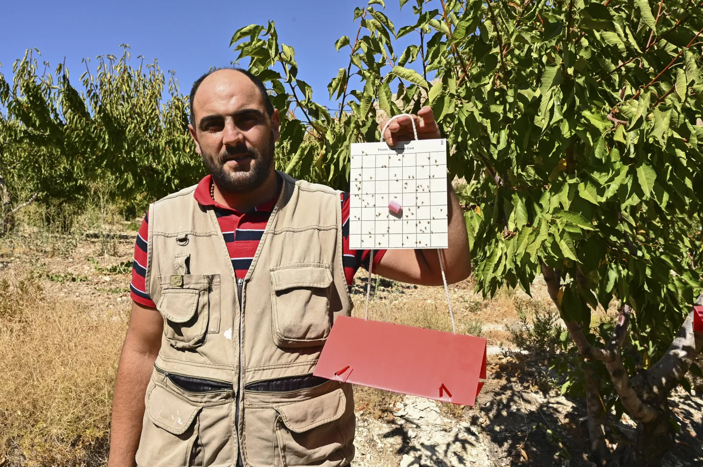 Farmer Sami Harika demonstrating the benefits of the fly trap. Wadi Al Arayesh, Lebanon, August 2025.