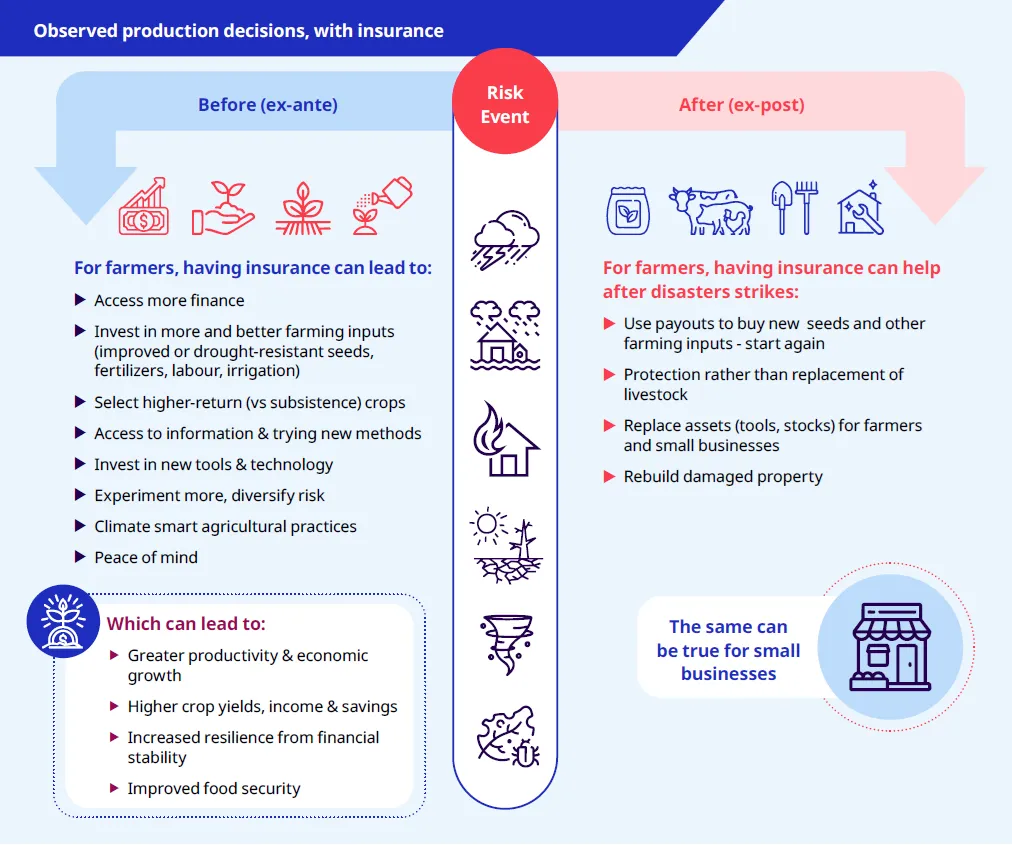 Infographic showing how insurance supports farmers and small businesses. After disasters, payouts help them restart by buying seeds, replacing tools and rebuilding property. Before disasters, insurance enables access to finance, investment in better inputs, technology and climate-smart practices, leading to higher yields, income, resilience and food security.