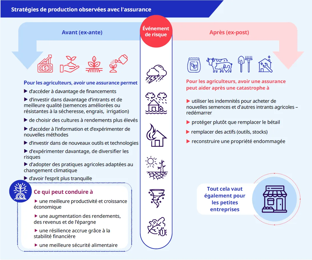 Infographie montrant comment l’assurance soutient les agriculteurs et les petites entreprises. Après les catastrophes, les indemnisations les aident à redémarrer en achetant des semences, remplaçant des outils et reconstruisant des biens. Avant les catastrophes, l’assurance permet d’accéder au financement, d’investir dans de meilleurs intrants, la technologie et des pratiques agricoles durables qui augmentent les rendements, les revenus, la résilience et la sécurité alimentaire.
