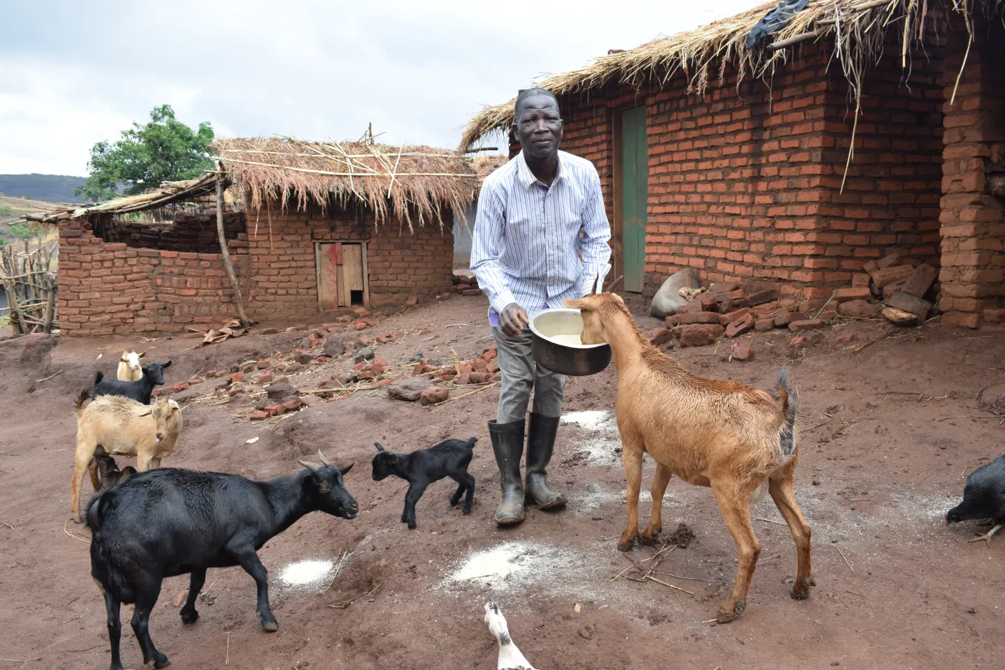 He began making manure using goat dung and other organic materials, which he applies on his farm to improve yield.