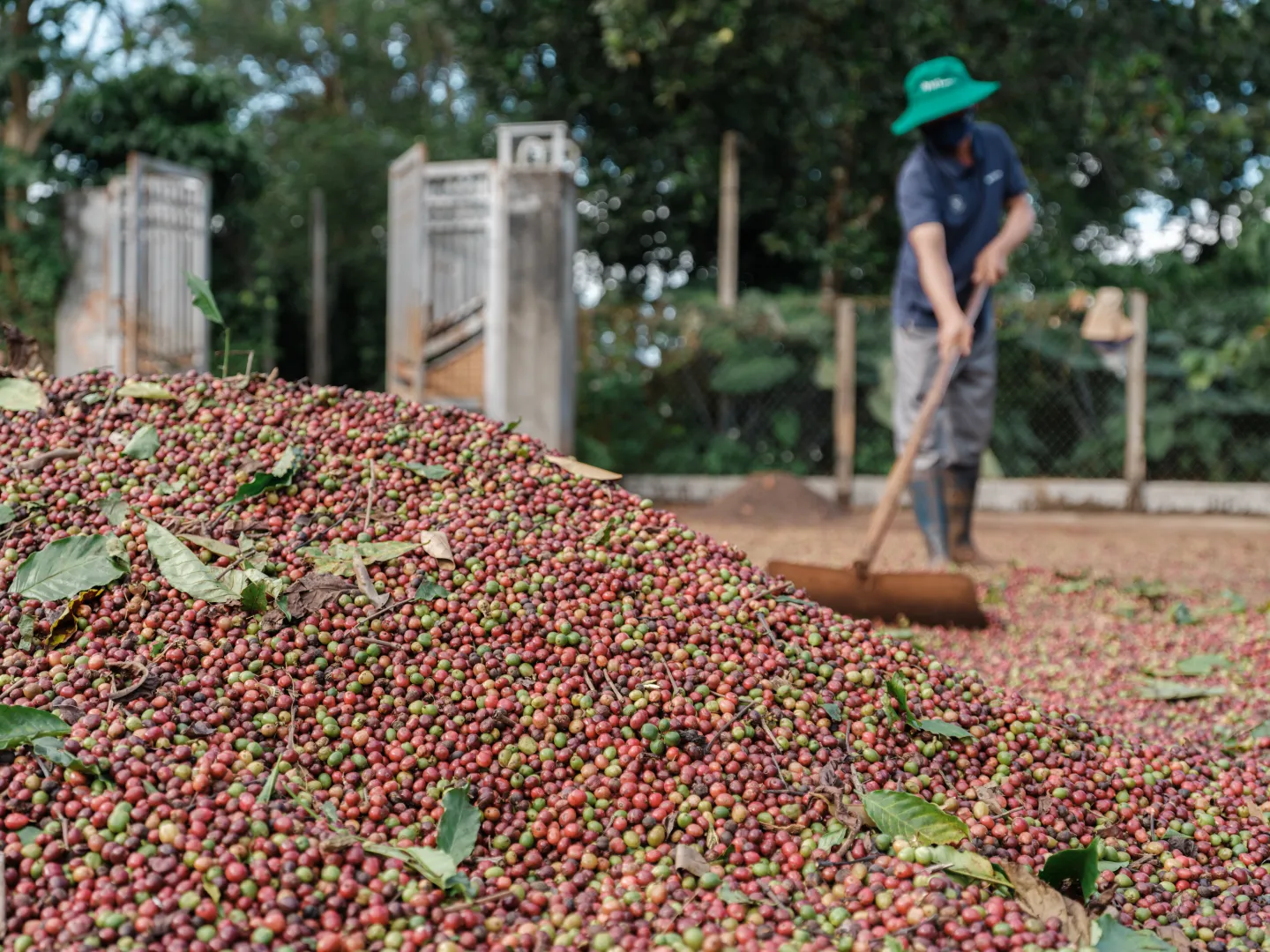 Coffee cherries dry in the yard of Tran Van Vinh’s home, a familiar sight during the harvest season.