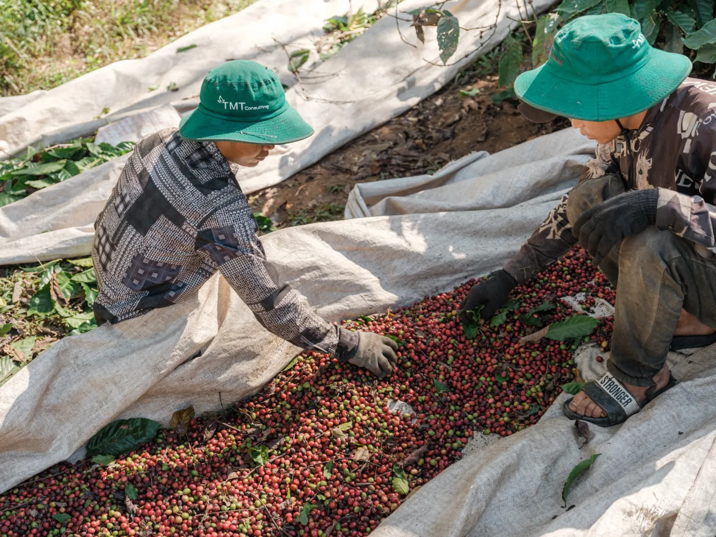A Hau (left), 32 years old, and his brother A Thu (right), 25 years old, prepare to load harvested coffee cherries into bags. Like many seasonal workers, they typically work together in pairs during the harvest season.