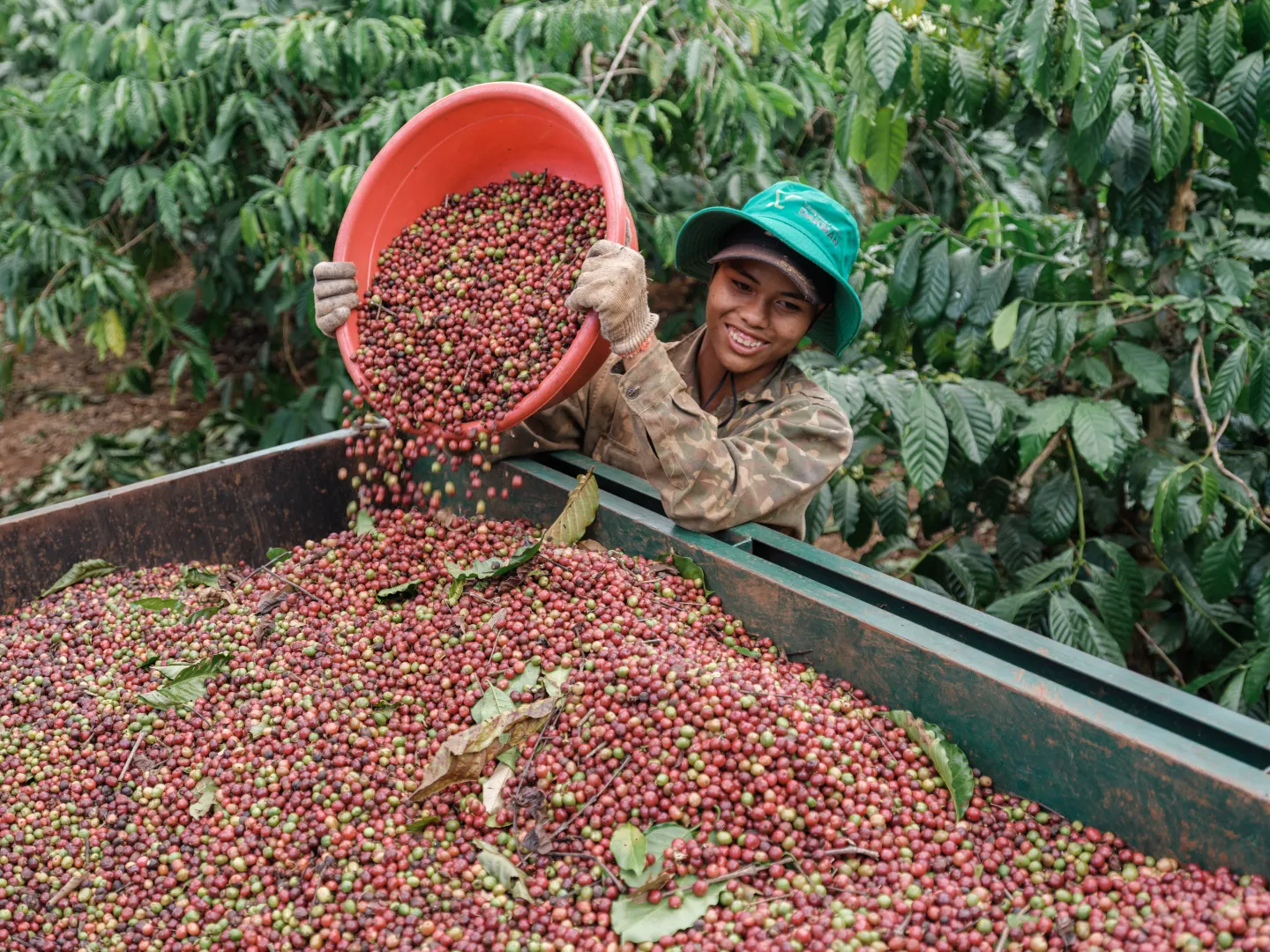 At 19, Y Zin is the youngest worker on Tran Van Vinh’s farm, one of many young people of legal working age engaged in seasonal work during the harvest.