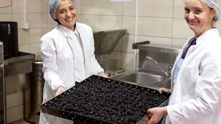 Two female employees carrying a kitchen tray full of fresh, local blackberries