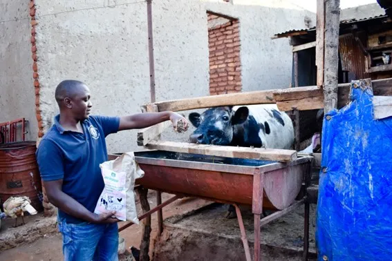 A farmer in Tanzania using Afri-EcoFeeds product to feed his cow