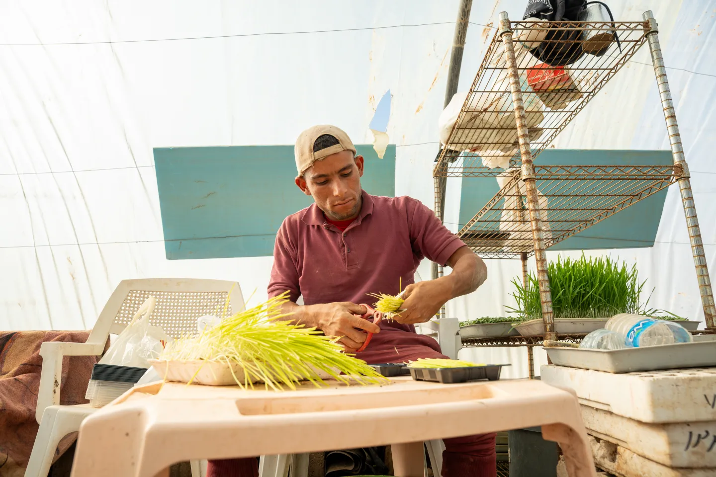 man working inside a green house in Jordan