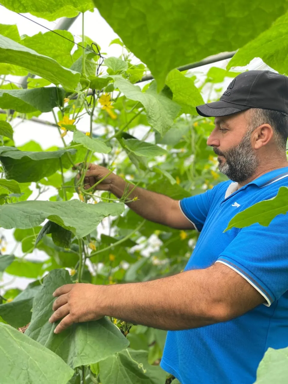 man from Lebanon checking on a plant