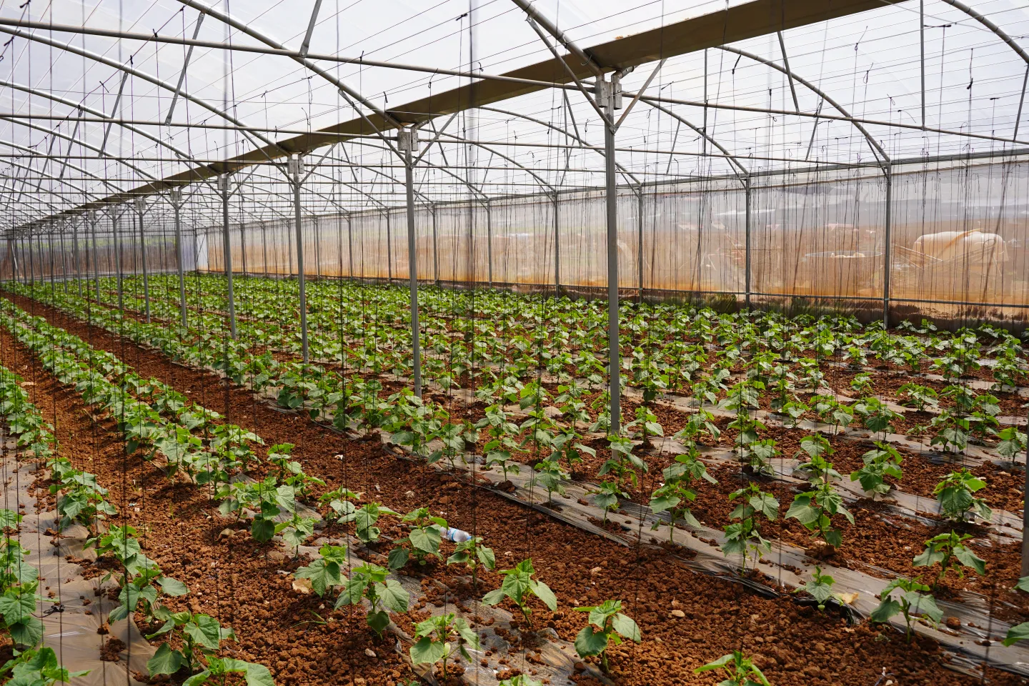 Greenhouses constructed as part of efforts to provide farmers with more efficient, affordable structures.
