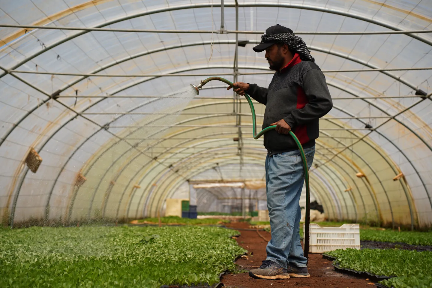 a worker watering the plants inside an greenhouse Bekaa, Lebanon. May 2025