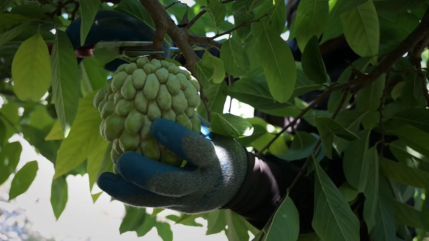 A custard apple being harvested in Dia's farm. Bafliyeh, South Lebanon. 30/10/2025