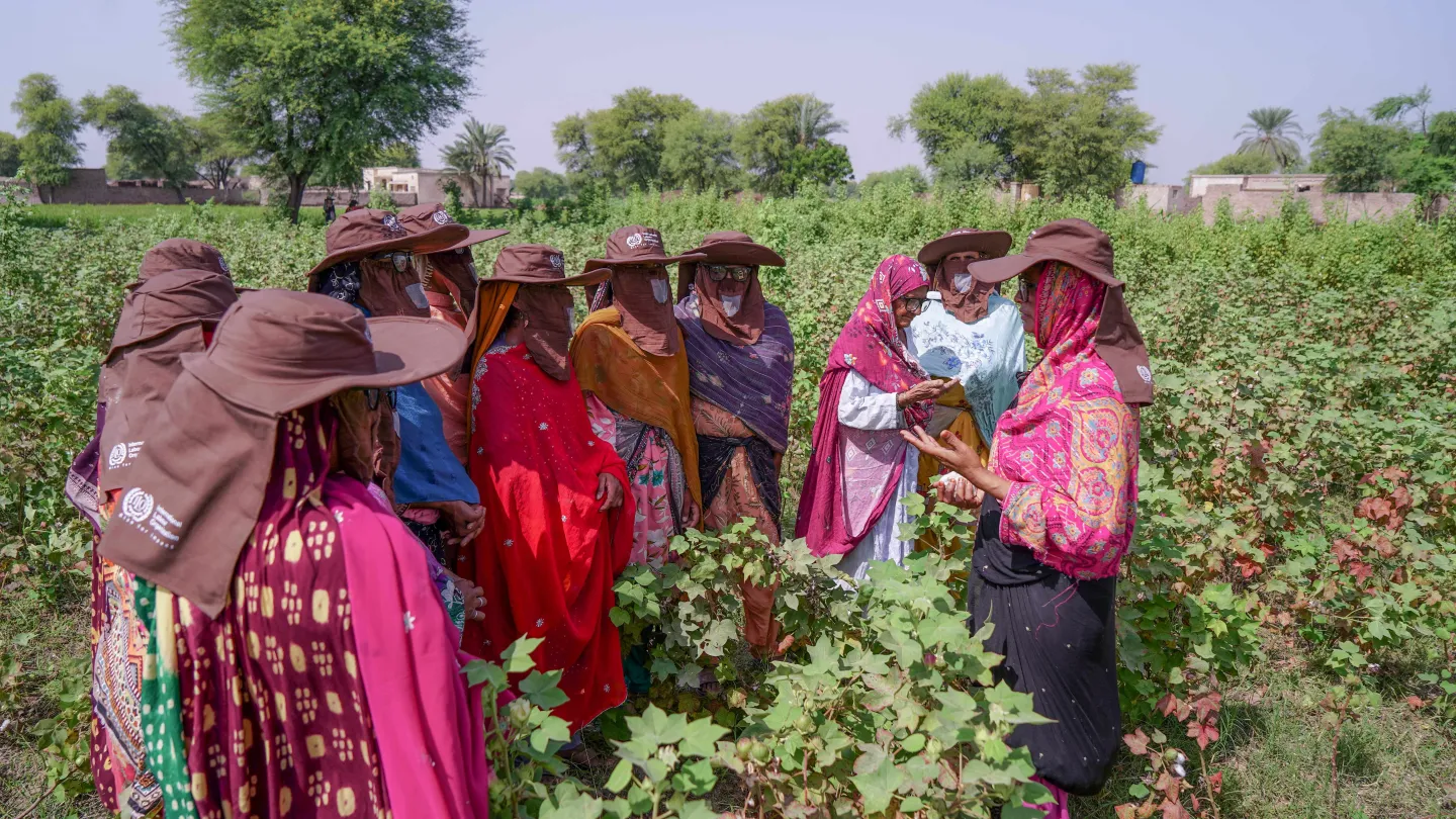 Hafeeza Mai faces a group of women cotton pickers in a cotton field and speaks to them. 