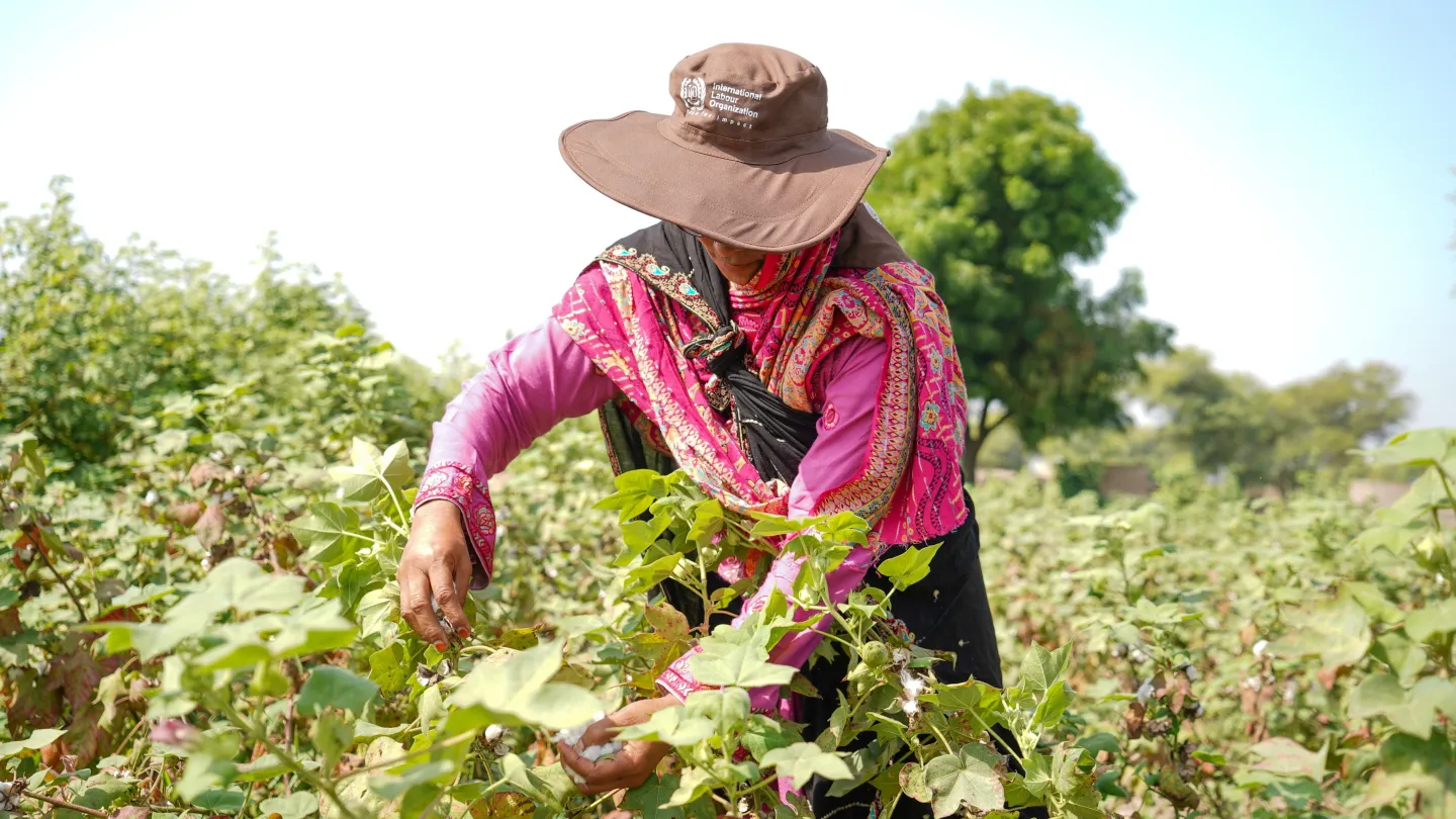 Hafeeza Mai picks cotton in a cotton field.  She wears a protective broad-brimmed hat with the ILO logo on it. 