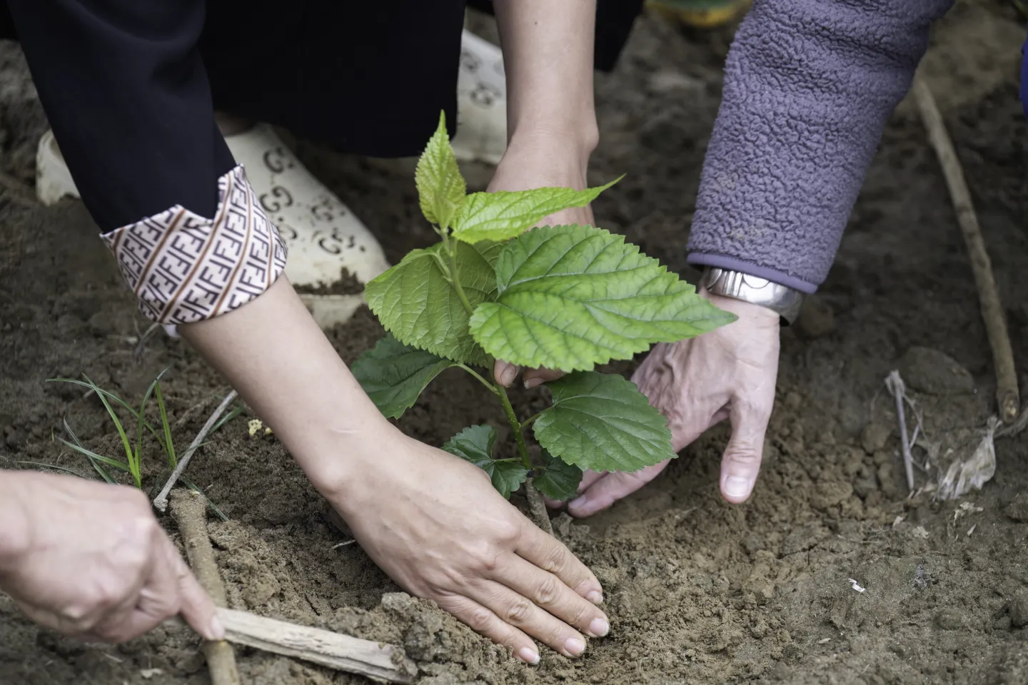 Hands planting a young seedling in the soil.