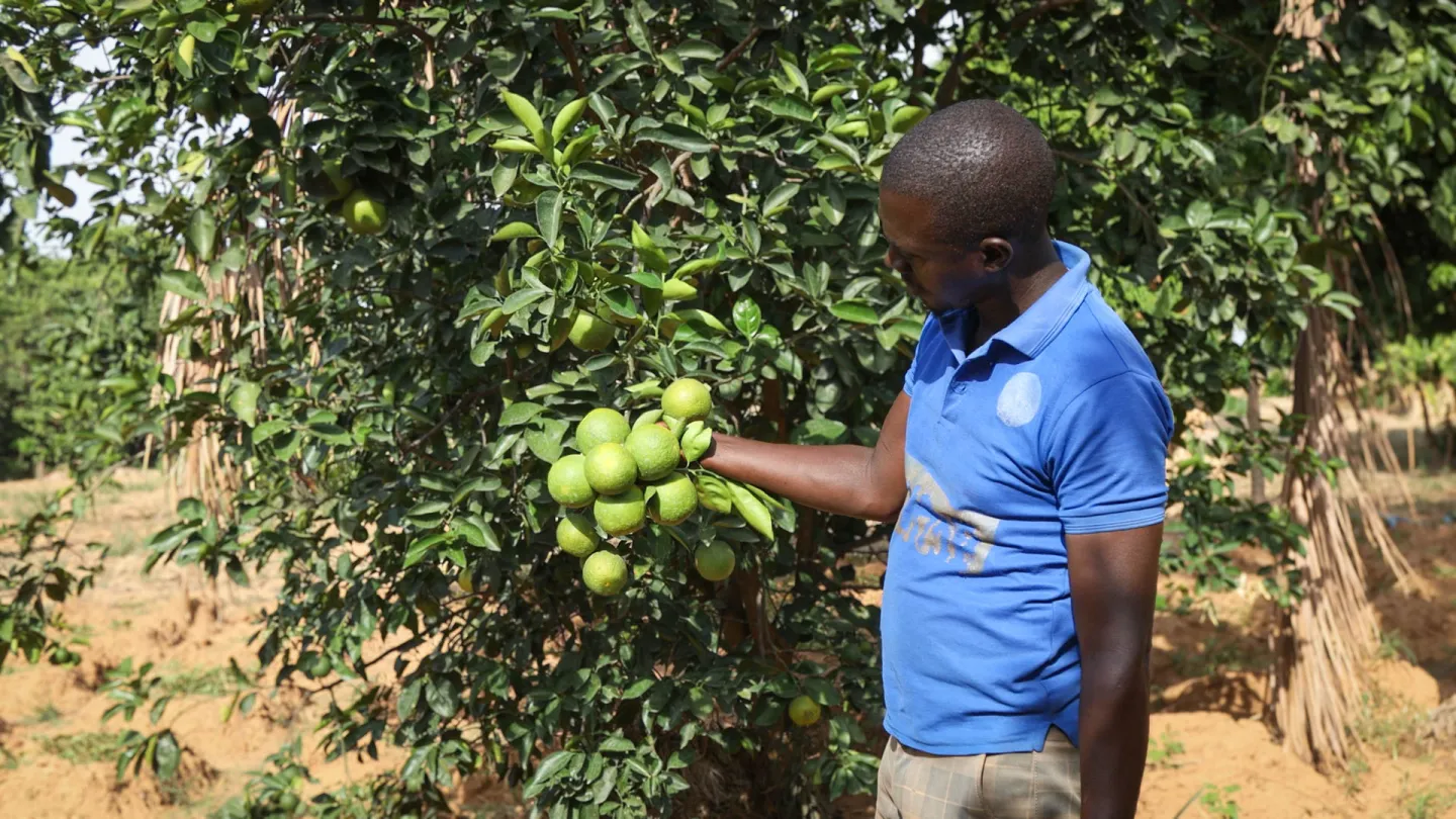 Mamoutou Coulibaly contemple fièrement ce citronnier portant des grappes de citrons bien formés, symbole des résultats de ses efforts et de l’amélioration de ses pratiques agricoles.