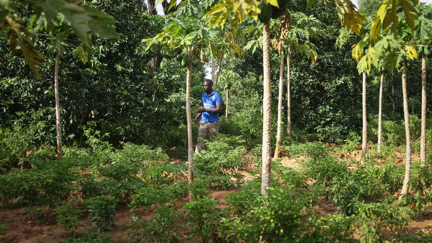 Vue du champ de Mamoutou Coulibaly, où des plants bien développés témoignent de la réussite de ses pratiques agricoles, qu’il visite avec fierté.