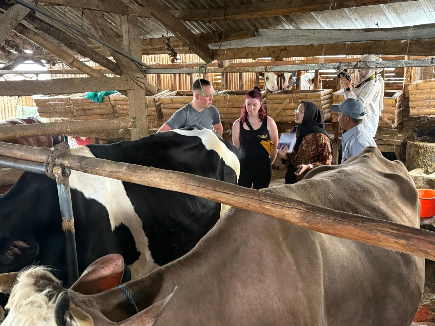 Swiss farmers at Indonesian dairy farm in Lembang, Bandung, Indonesia