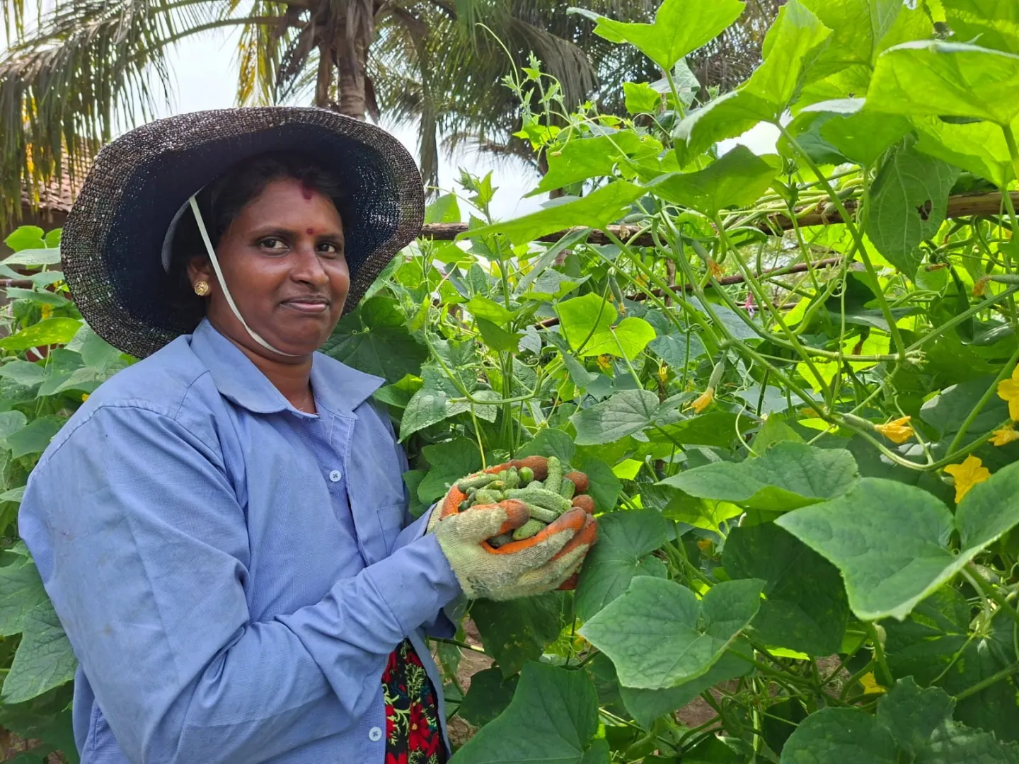 a famer plucking fresh gherkin and holding in her hands 