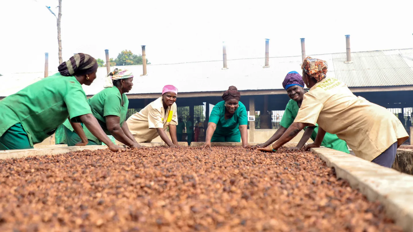 A group of women stand around a large drying platform covered with shea nuts, carefully spreading them under open-air conditions