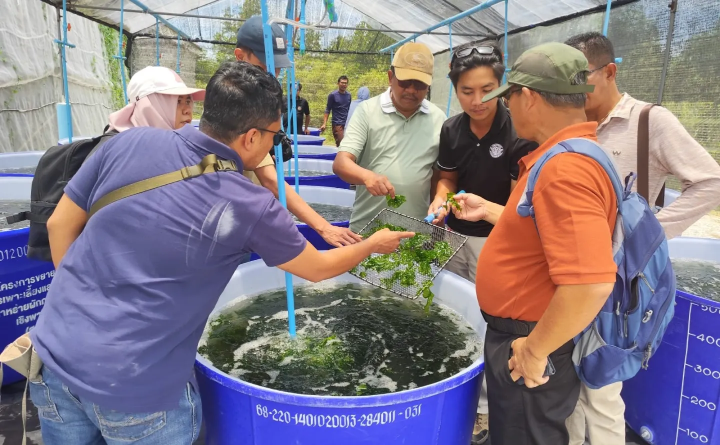 A group of participants observe and handle fresh green seaweed during a demonstration at a seaweed cultivation facility in Thailand. Standing around large blue tanks, they examine seaweed samples and discuss cultivation techniques as part of a knowledge-sharing exchange on sustainable seaweed farming