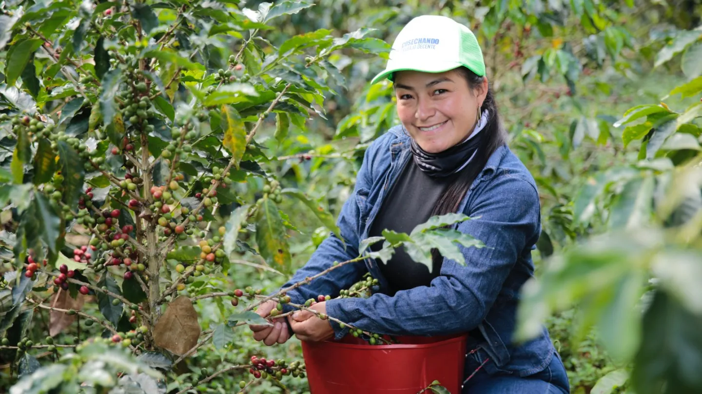 Trabajadora recolecta granos de café en una plantación, con una canasta roja sujeta a la cintura.