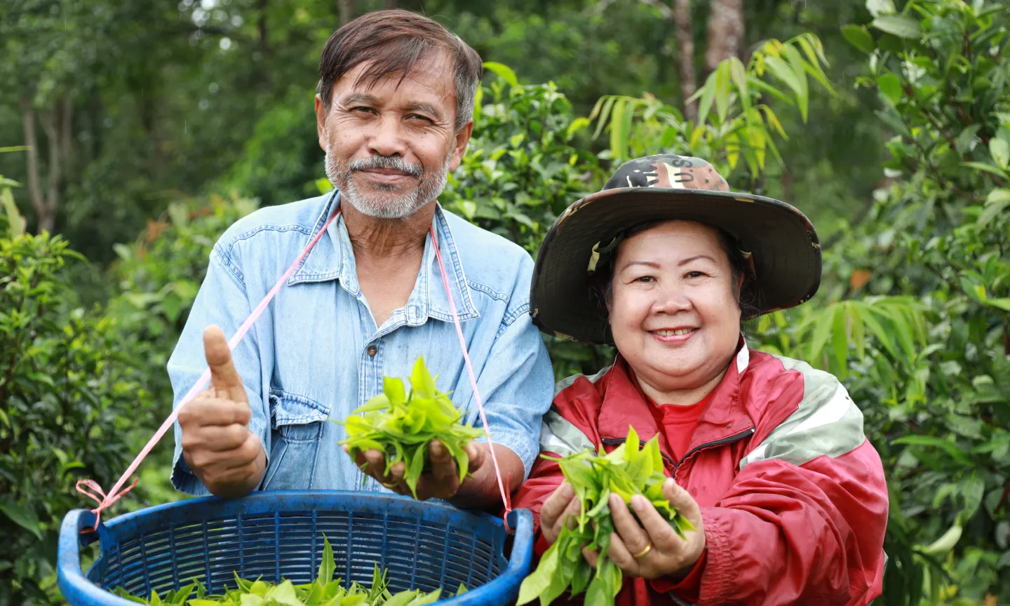 Two farmers stand in a tea plantation, smiling at the camera while holding freshly picked tea leaves.
