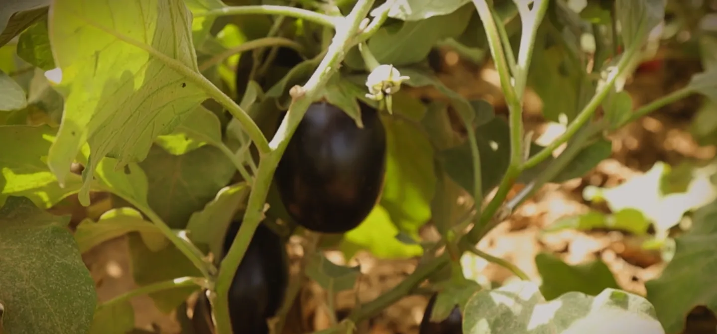 Les plants d’aubergines de Daouda Camara commencent à produire, témoignant des progrès réalisés grâce aux nouvelles pratiques agricoles.