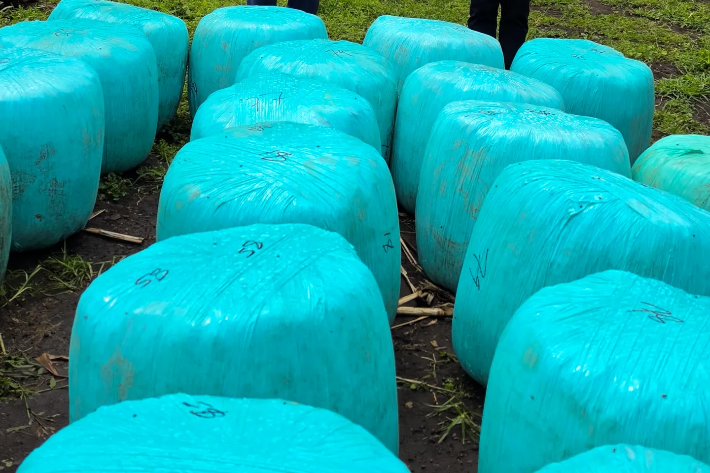 Green plastic-wrapped bales of silage arranged outdoors, ready for sale.